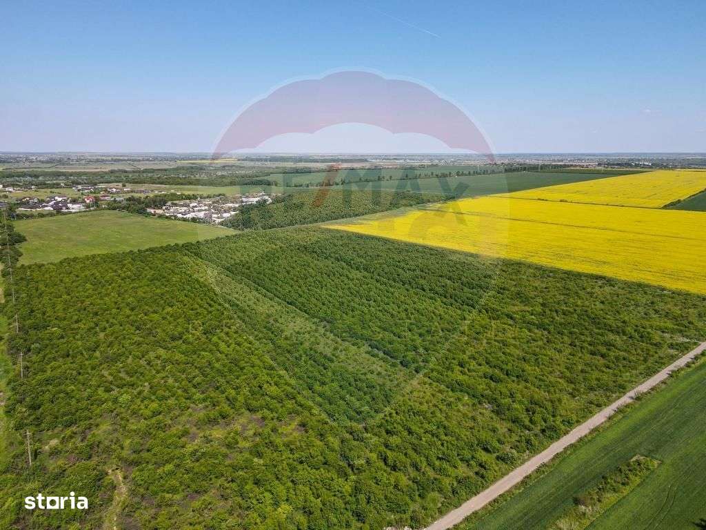 Vanzare Teren Constructii Adunatii-Copaceni, Deschidere Directa la DN5 - Imagine principală: 1/8