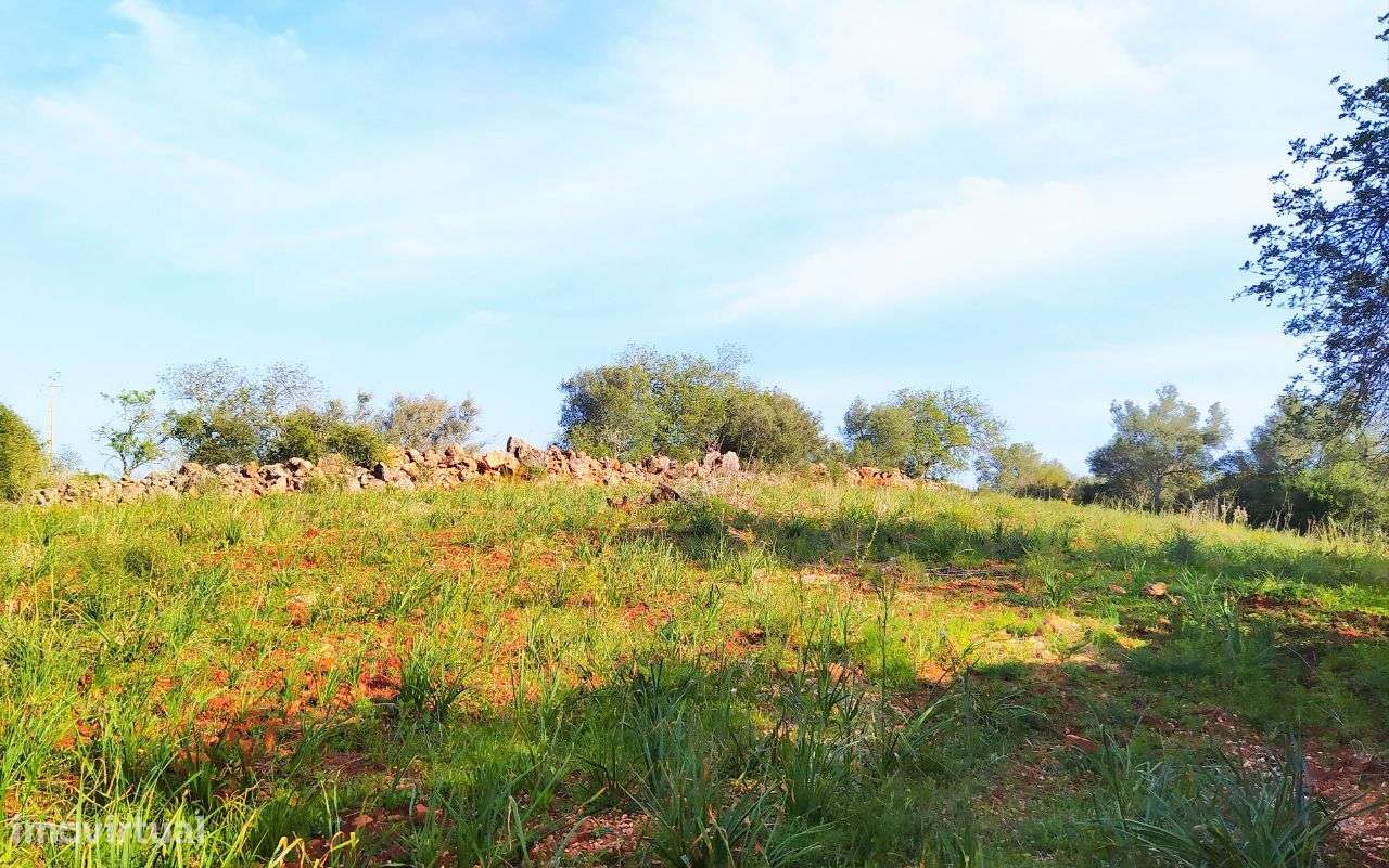 Quinta C/ 6000M2 S. Bartolomeu de Messines - Grande imagem: 2/5