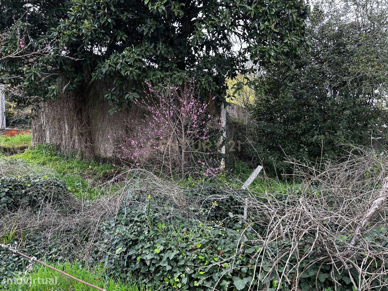 Terreno -  Vila Nova de Poiares - Grande imagem: 5/8