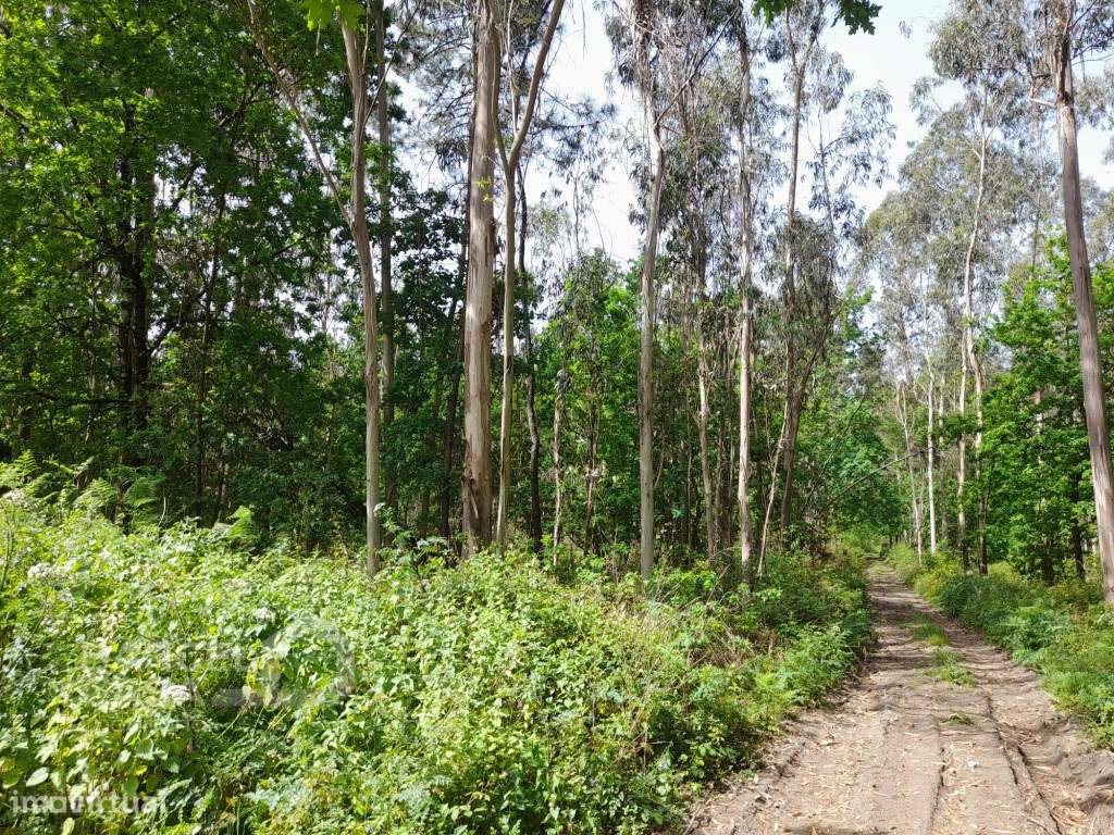 Terreno em Vila Chã - Esposende - Grande imagem: 4/4