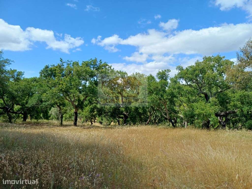 Monte Alentejano - Sul de Melides e 35 minutos da Comporta-25