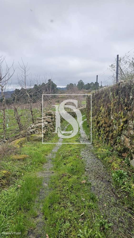 Terrenos Rústicos – Aricera e Goujoim, Armamar (Viseu)-5