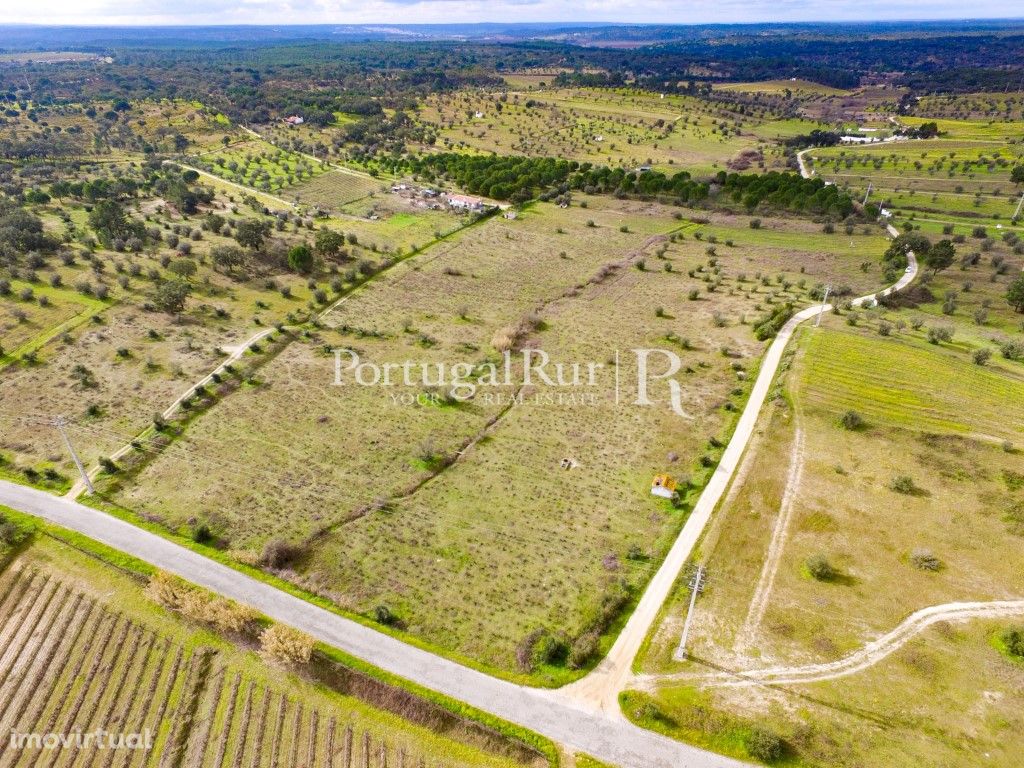 Vinhas do Cabeção - 7,175 hectares