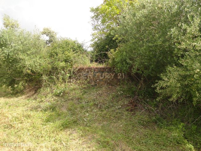 Terreno/Olival  de 11.700 m2 , com Casa para recuperar,  Olival tradic-20