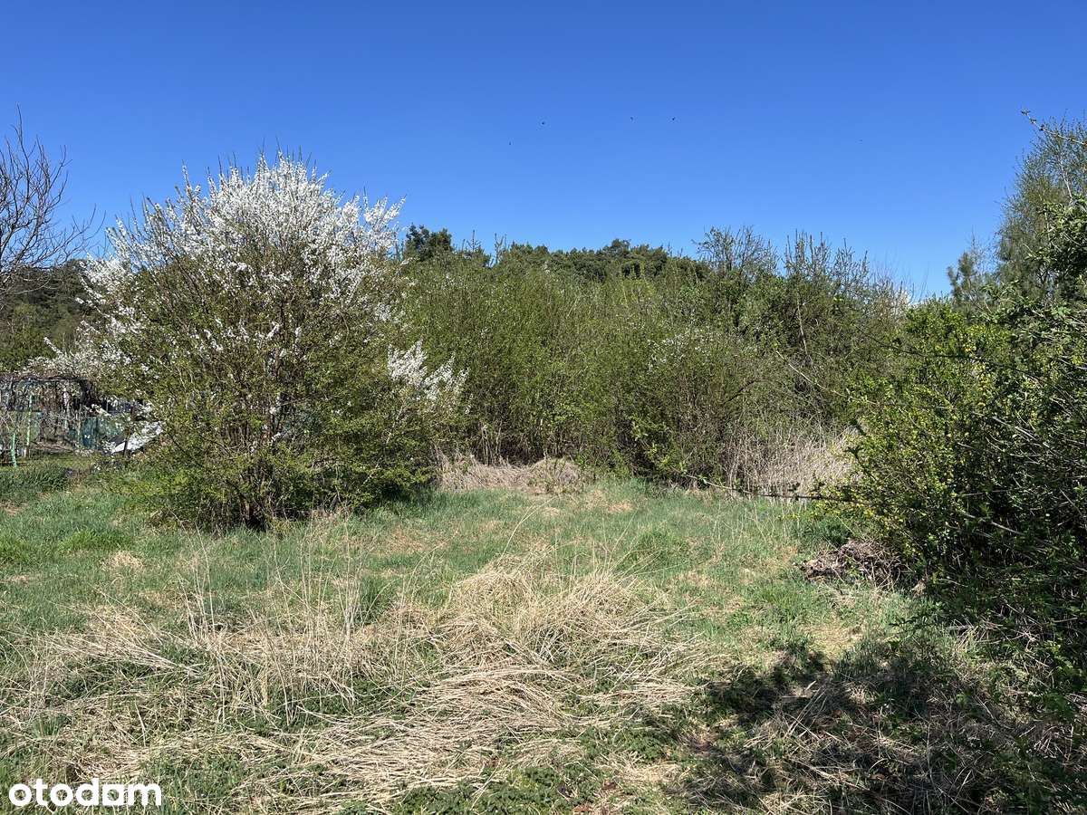 Działka z domem pod lasem - Nowa Cena - Pełny obrazek: 4/12