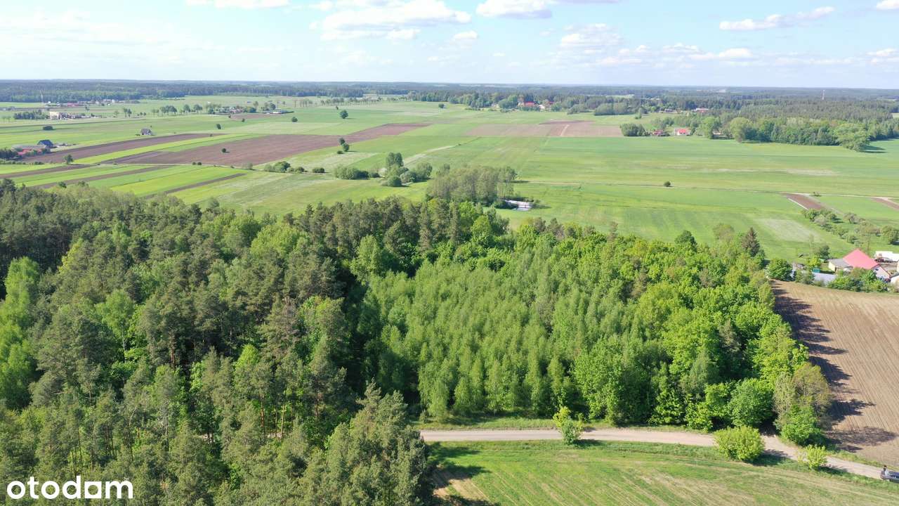 Super okazja - las w Starym Cydzynie w super cenie - Pełny obrazek: 5/9
