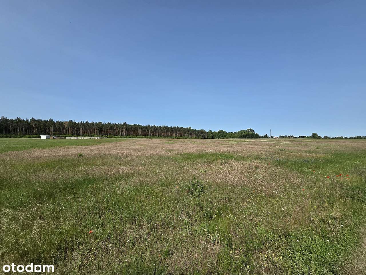 Kompleks działek w okolicy Jeziora Jankowskiego - Pełny obrazek: 5/12