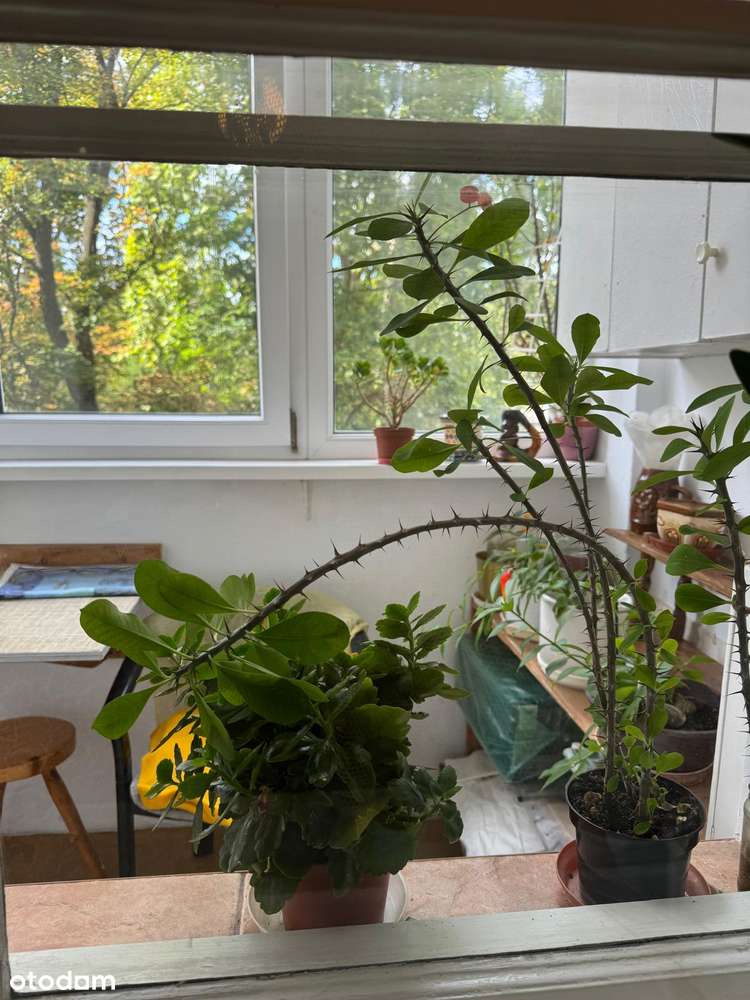 Mieszkanie, 78 m², Wrocław-3