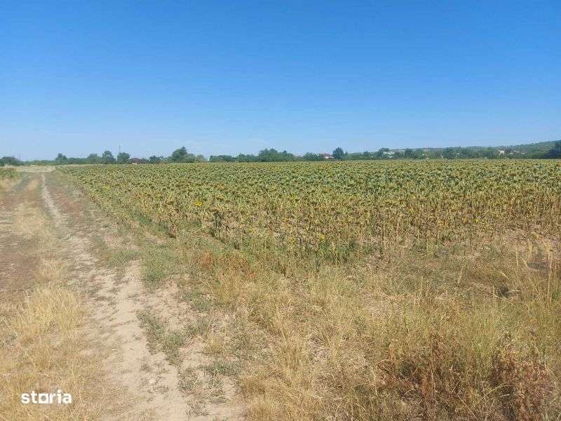 Intravilan Valea calugareasca 4895 mp - Imagine principală: 4/7