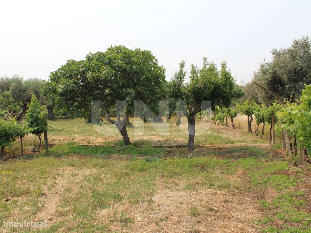 Quintinha com 1875m2 para Venda em Escalos de Cima - Grande imagem: 1/20