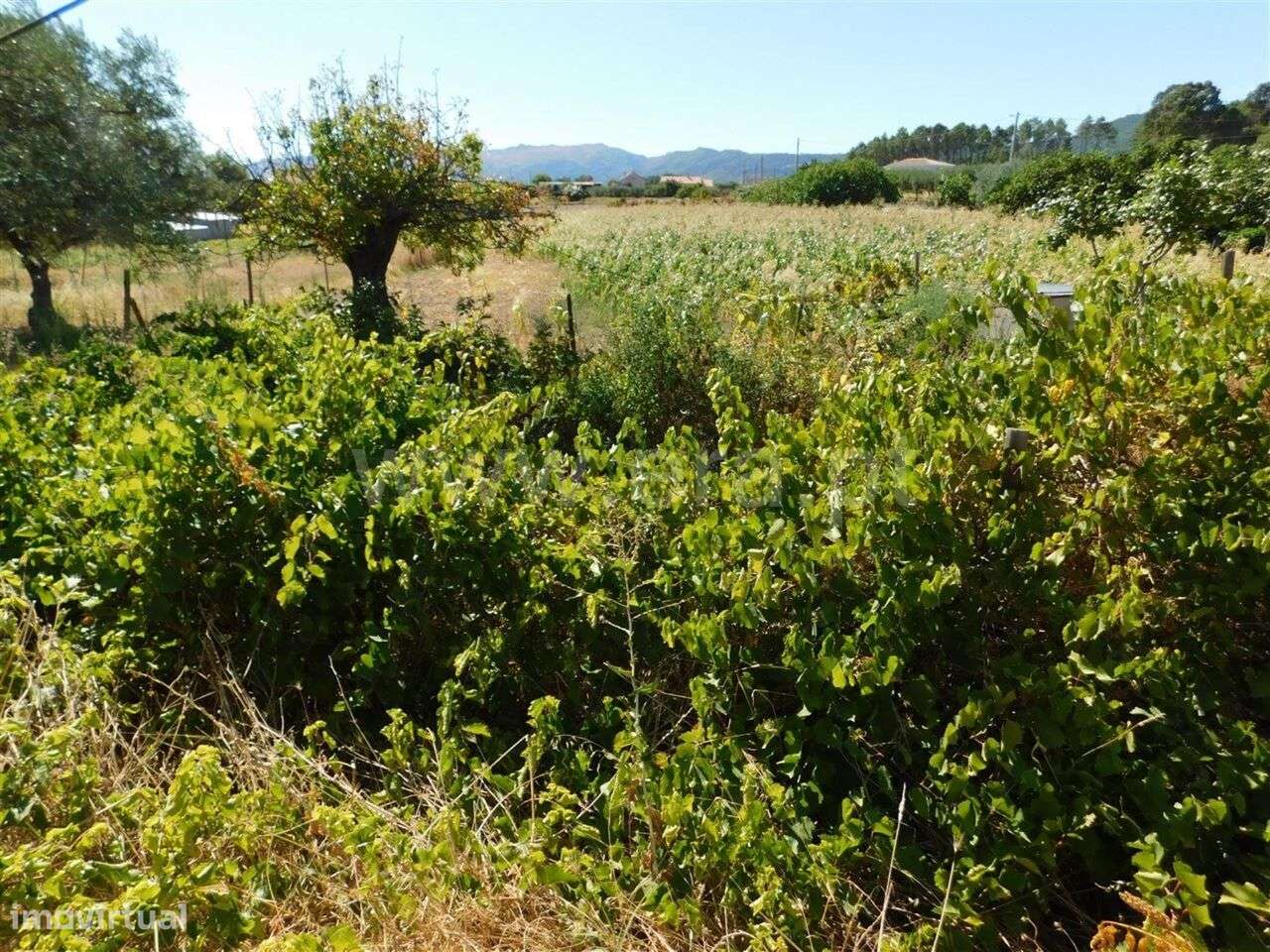 Quinta / Fundão, Catrão - Grande imagem: 5/13