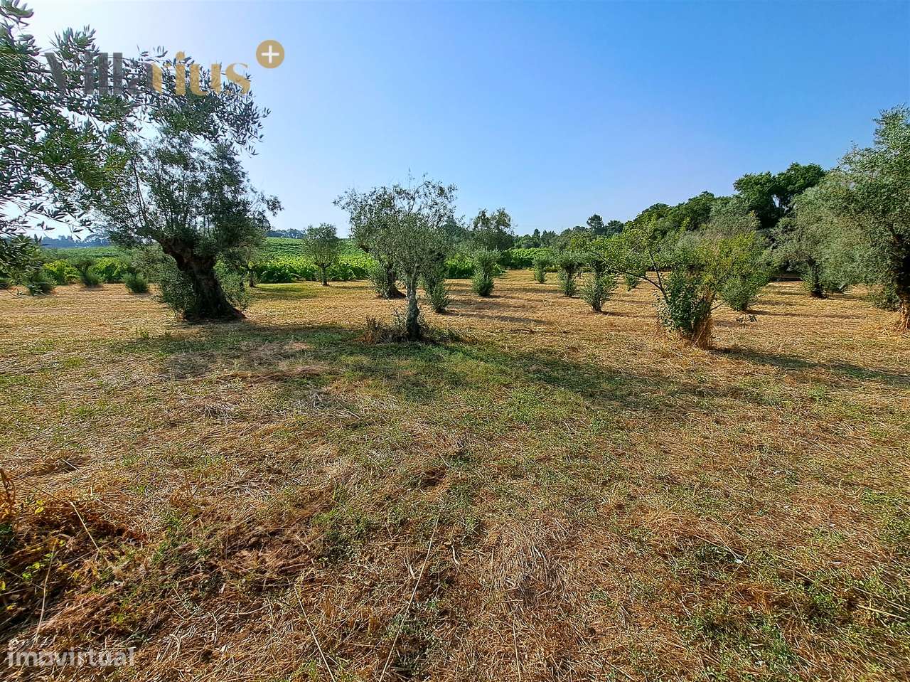 Terreno 11.460 m² com Projeto Aprovado — Tomar - Grande imagem: 5/36