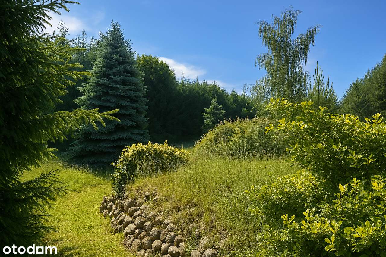 Nowa cena! Leśna Przystań - działka wśród wysokich drzew. Mostki. - Pełny obrazek: 4/6