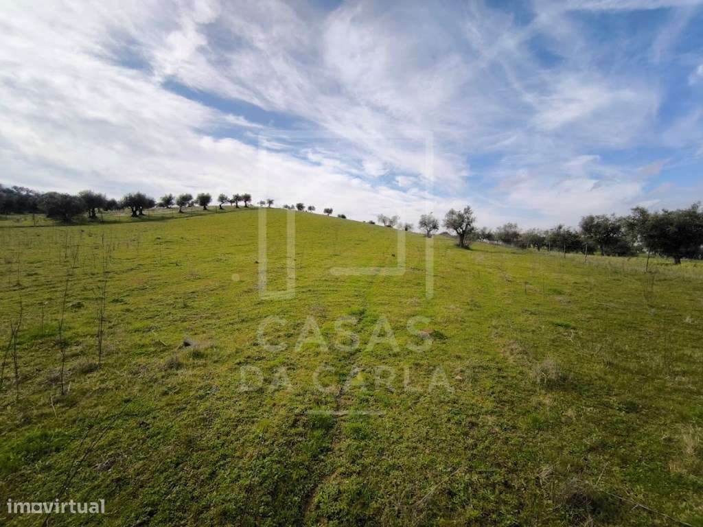 Terreno com 6000m2 em Vila Ruiva - Grande imagem: 3/12