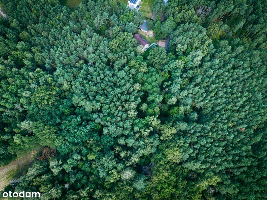 Leśne zacisze czeka na Ciebie! - Pełny obrazek: 5/10