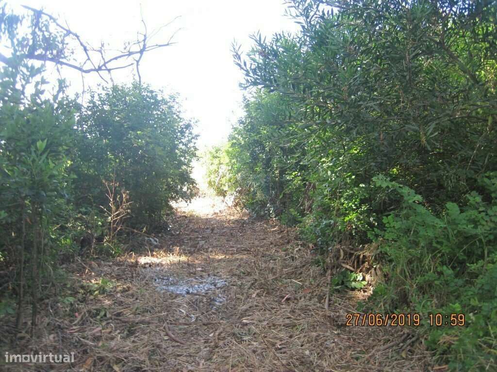 Terreno  c/ 10.000 M2 na Figueira da Foz-22