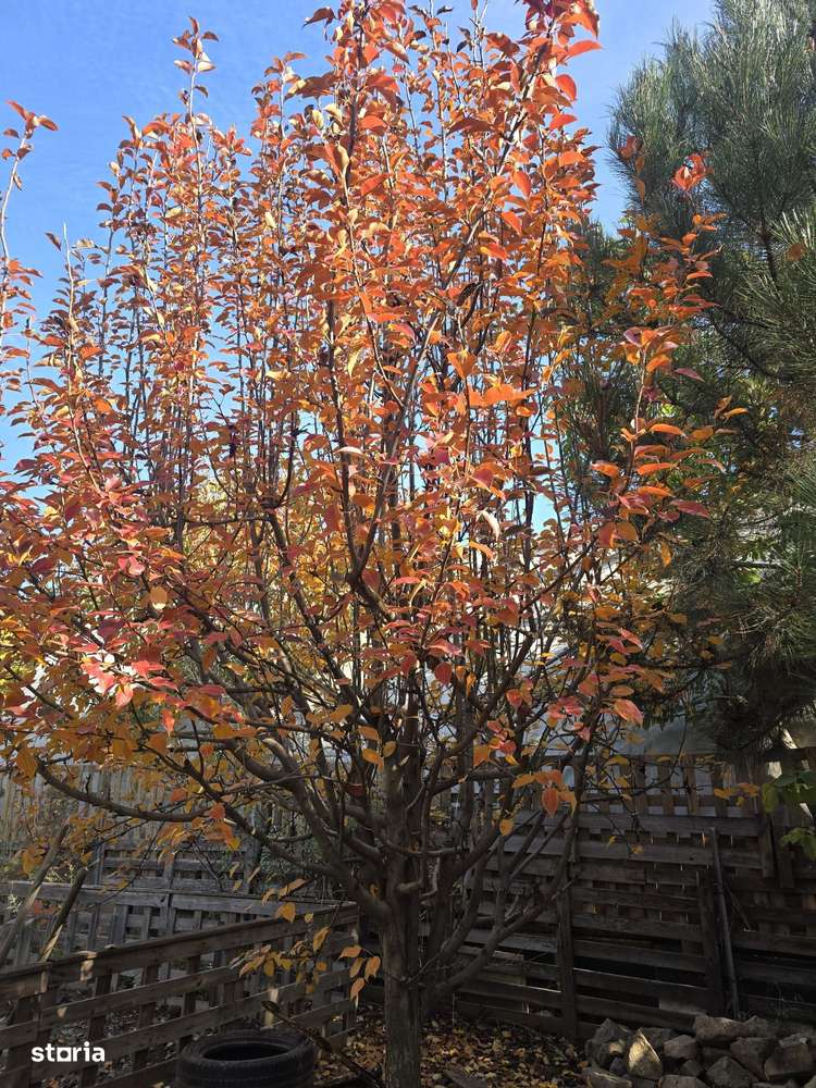 Exclusivitate! Proprietate Sendreni, zona linistita, 69.000 EUR-15