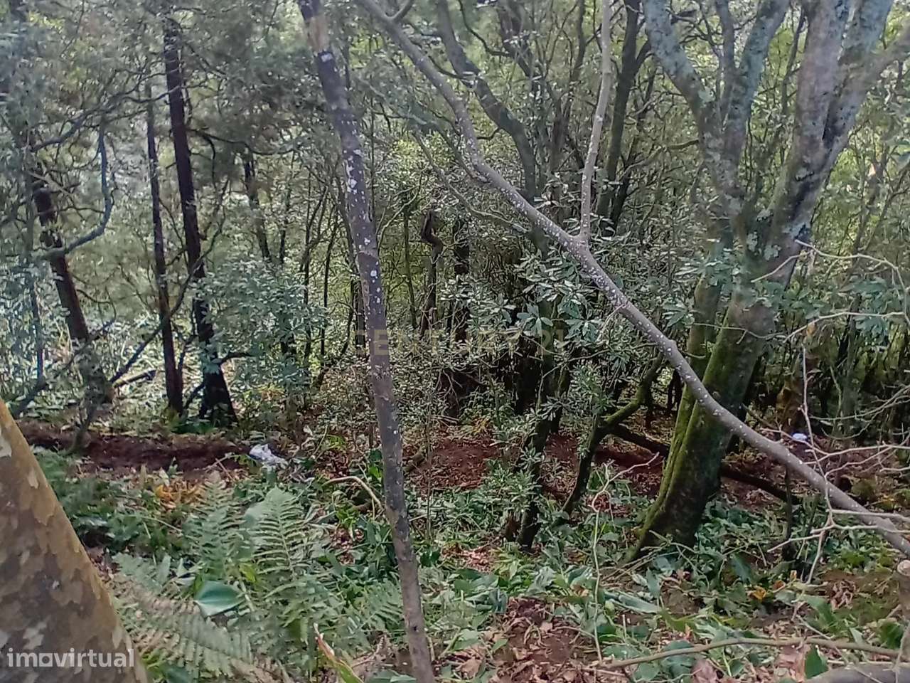 Terreno Rústico de 2860m² nos Fenais da Ajuda – Oportunidade de Invest - Grande imagem: 4/9