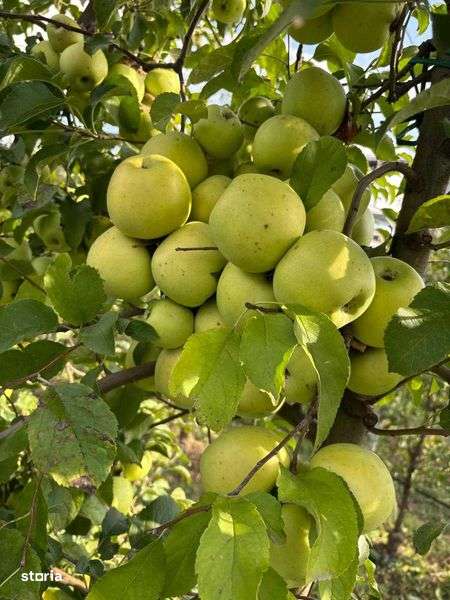 Livada MERI  de vanzare - Imagine principală: 4/6