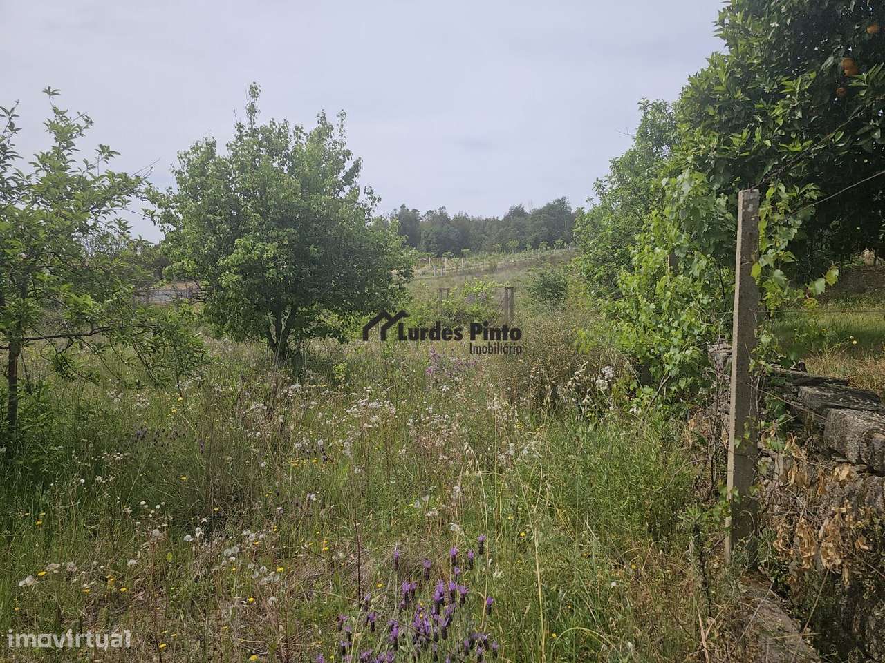 Quinta perto de Castelo Branco-10