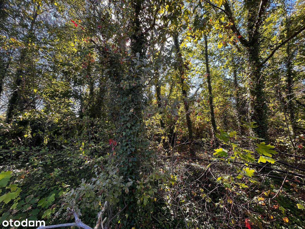 Działka 2376 m² z MPZP – Międzyborów media.-11