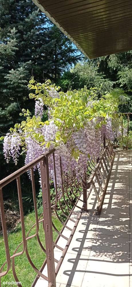 Dom z potencjałem - dwa poziomy, piękna działka, świetna lokalizacja!-1