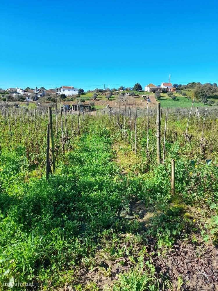Terreno Rustico com 6240m2 em Pontével - Cartaxo - Grande imagem: 5/13