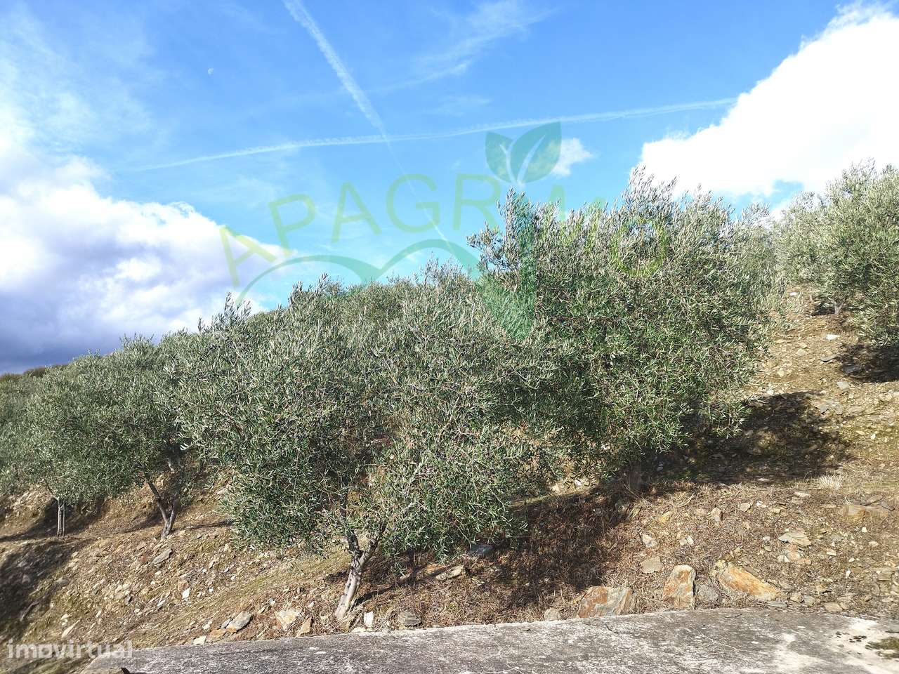 Olivais em Valongo dos Azeites, S.J. da Pesqueira-5