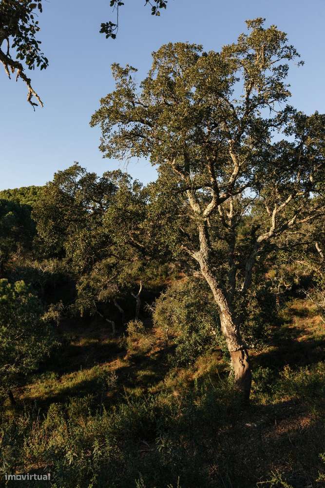 Terreno 17.9Ha com PIP Aprovado e vista mar em São Francisco da Serra - Grande imagem: 5/38