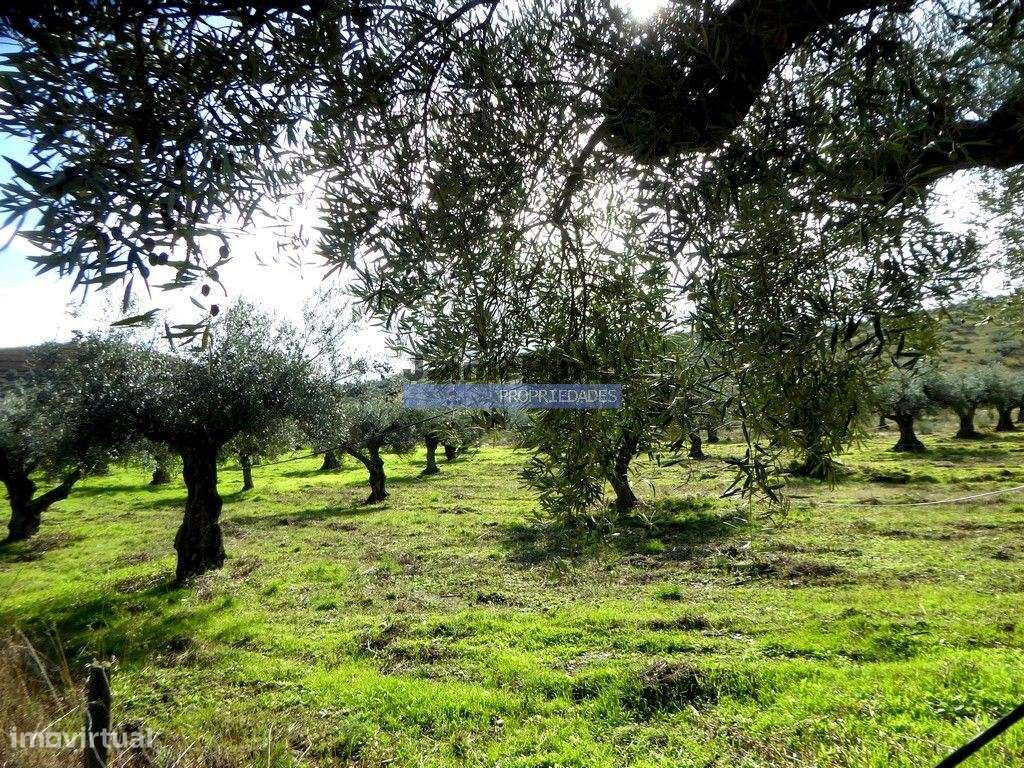 Quinta 245ha, Olival produtivo, Vinha produtiva. Foz Côa. Portugal,... - Grande imagem: 5/9