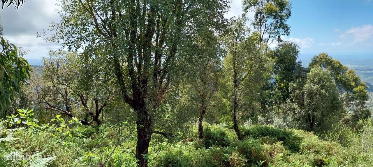 Terreno na Serra de Monchique 8.780 m2 - Grande imagem: 5/28