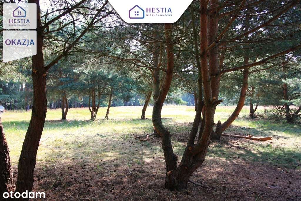 Duża działka przy lesie w Wielgowie - Pełny obrazek: 4/6