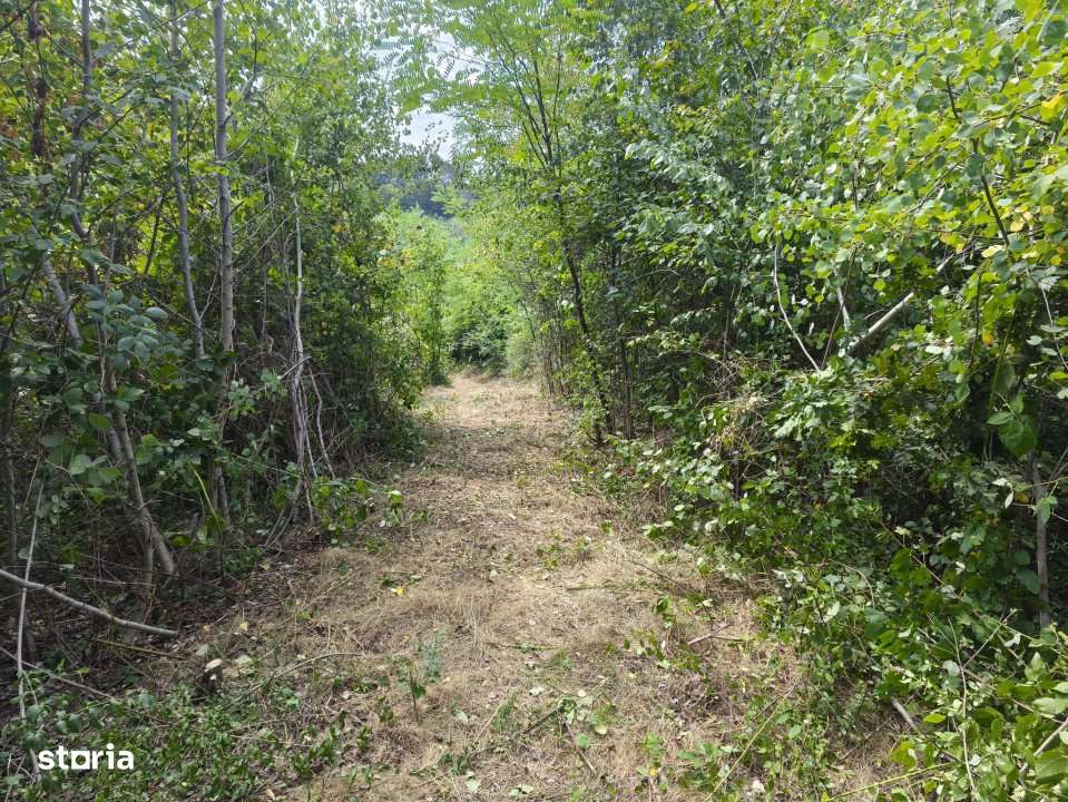 Teren intravilan Mosoaia - Hintesti - Imagine principală: 4/6