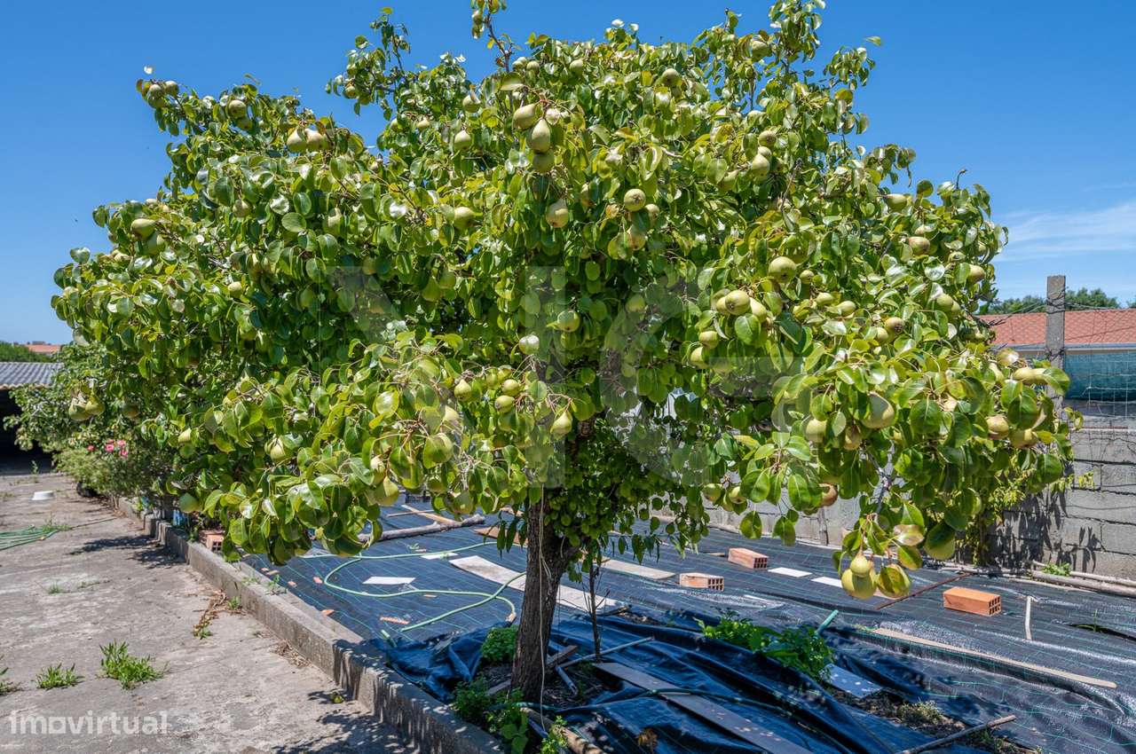 Terreno Urbano P/ Construção de Moradia a 300m da Praia de Salgueiros-7