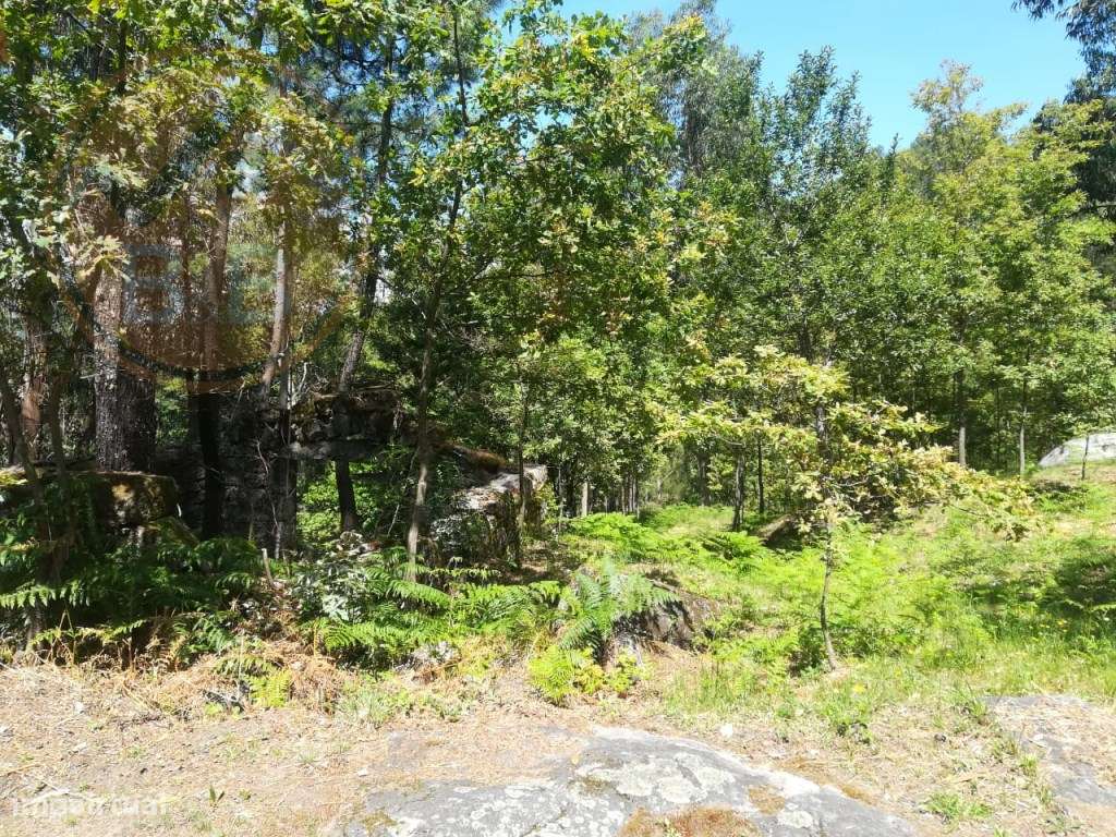 TERRENO COM APROXIMADAMENTE 14.000M² EM CERVA, RIBEIRA DE PENA-6