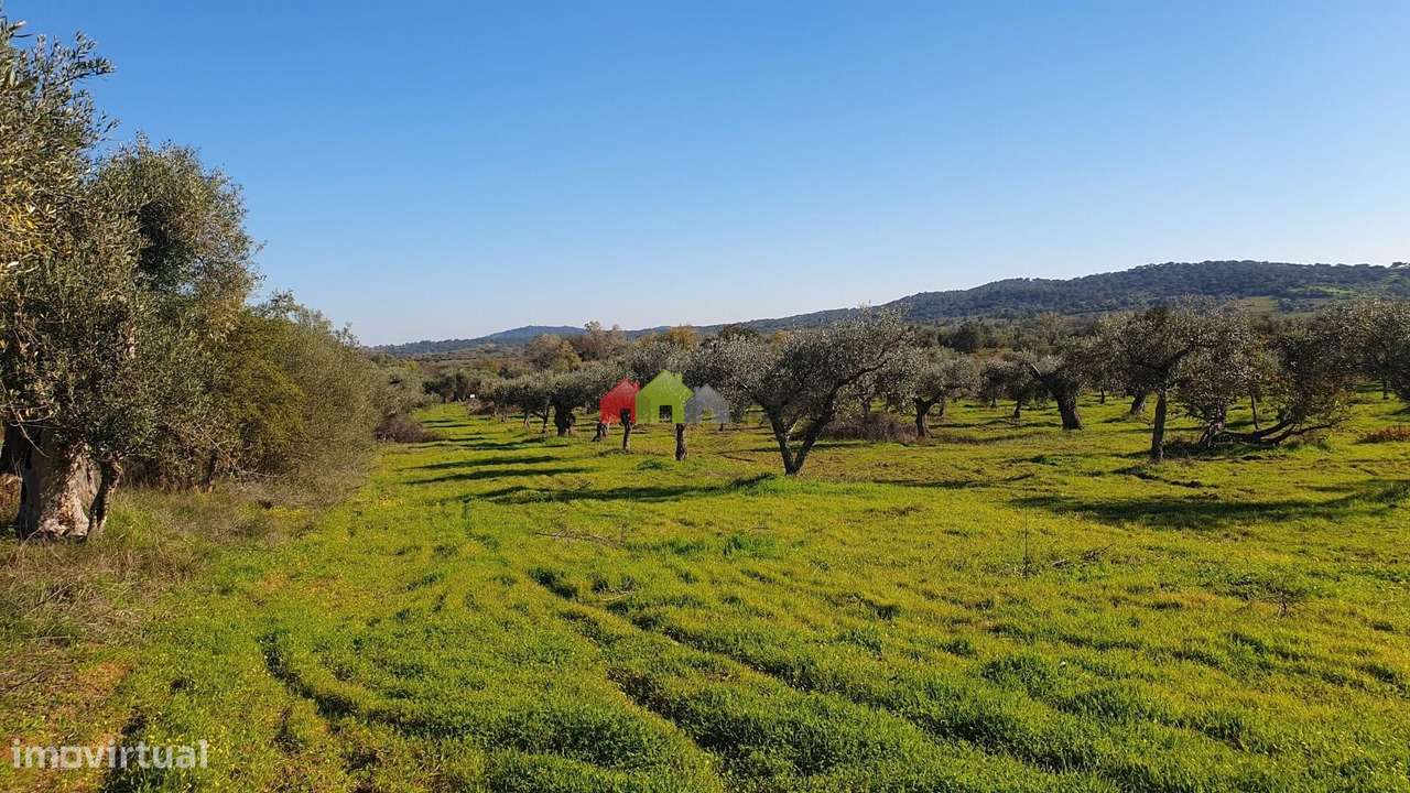 Olival com vinha centenária - Grande imagem: 4/29