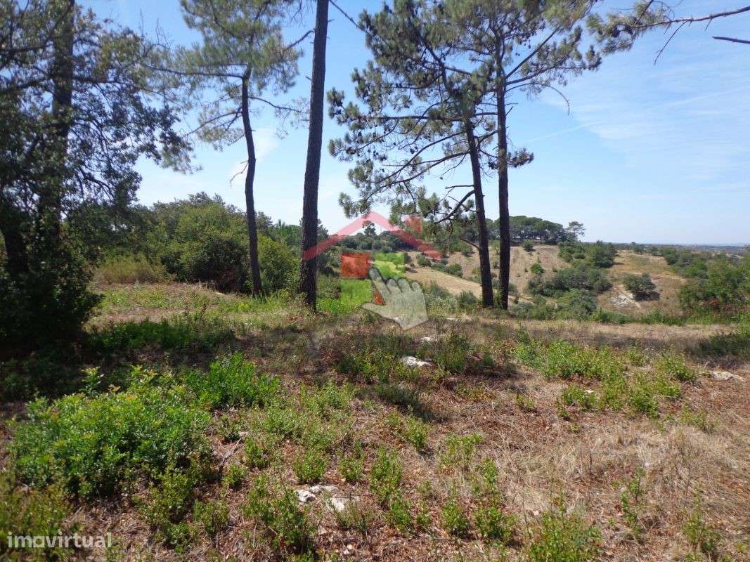 Terreno Rústico T0 Venda em Chancelaria,Torres Novas-5