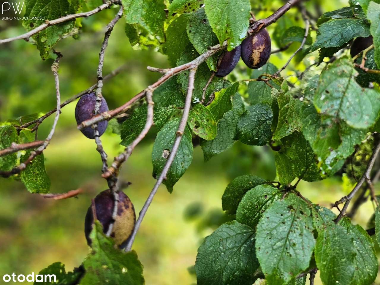 Bezczynszowe mieszkanie z ogródkiem-15