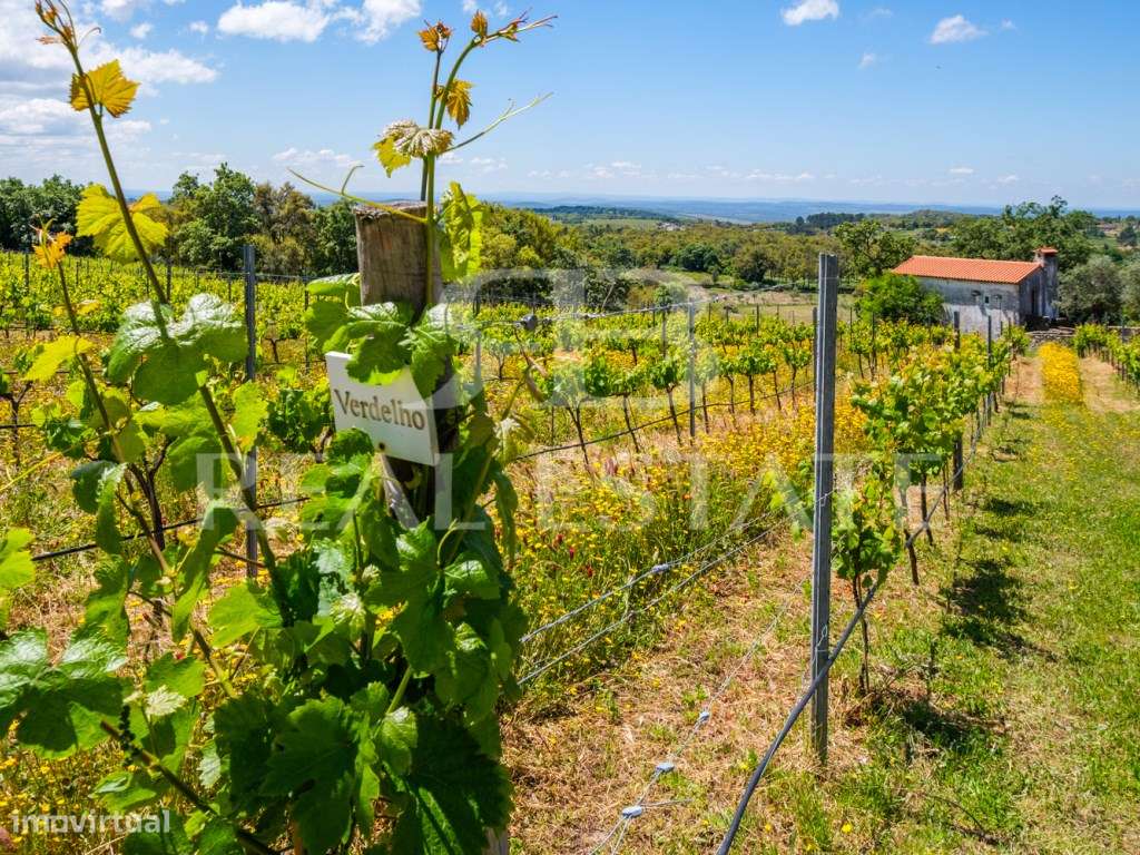 Quinta - 11 hectares com 6 casas, na Serra de São Mamede, Alentejo - Grande imagem: 5/60