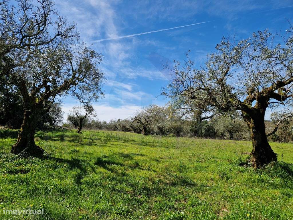 Ruína em Pedra e Terrenos com Viabilidade de Construção - Pombal-14
