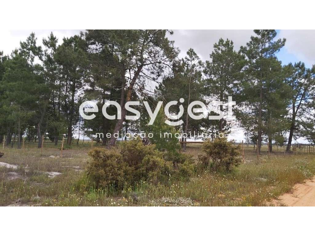 Terreno Rústico em Pinhal Novo junto ás portagens do Pinhal Novo - Grande imagem: 5/6