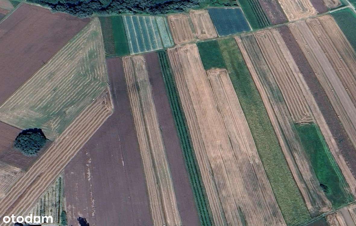 KĘPA PIOTROWIŃSKA działki rolne 1,6h-3