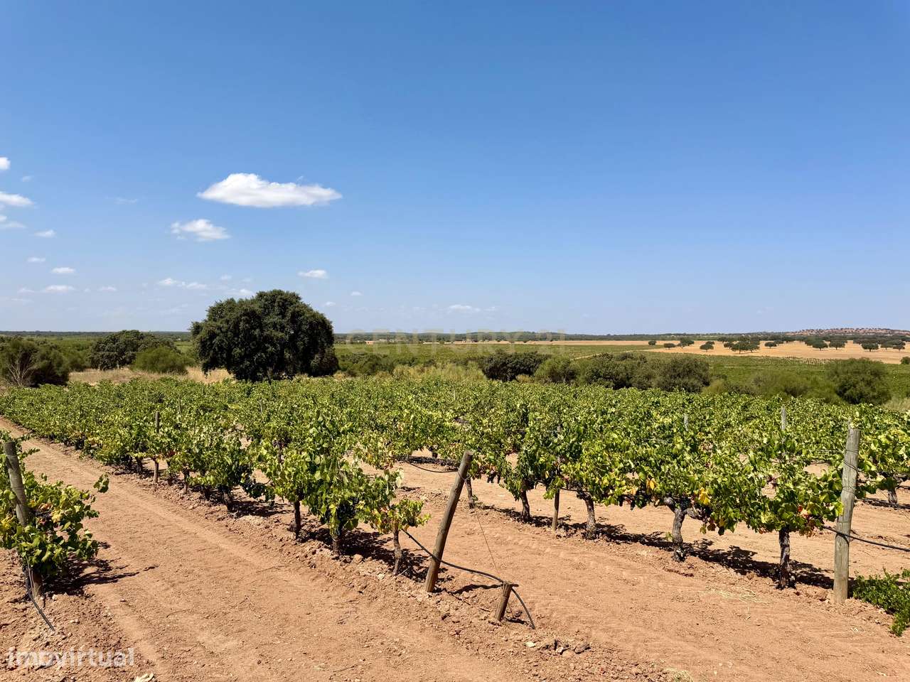 Herdade de Pandeira, Vinha e Olival em Produção em Reguengos de Monsar-27