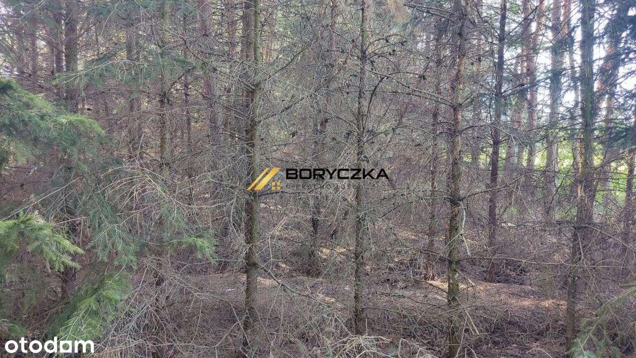 Dom Wał-Ruda, z własnym lasem; 0,68 ha.-11