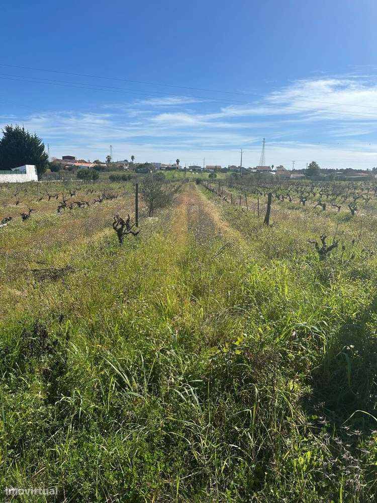 Terreno 5000m2 Urbanizavel - Grande imagem: 4/5