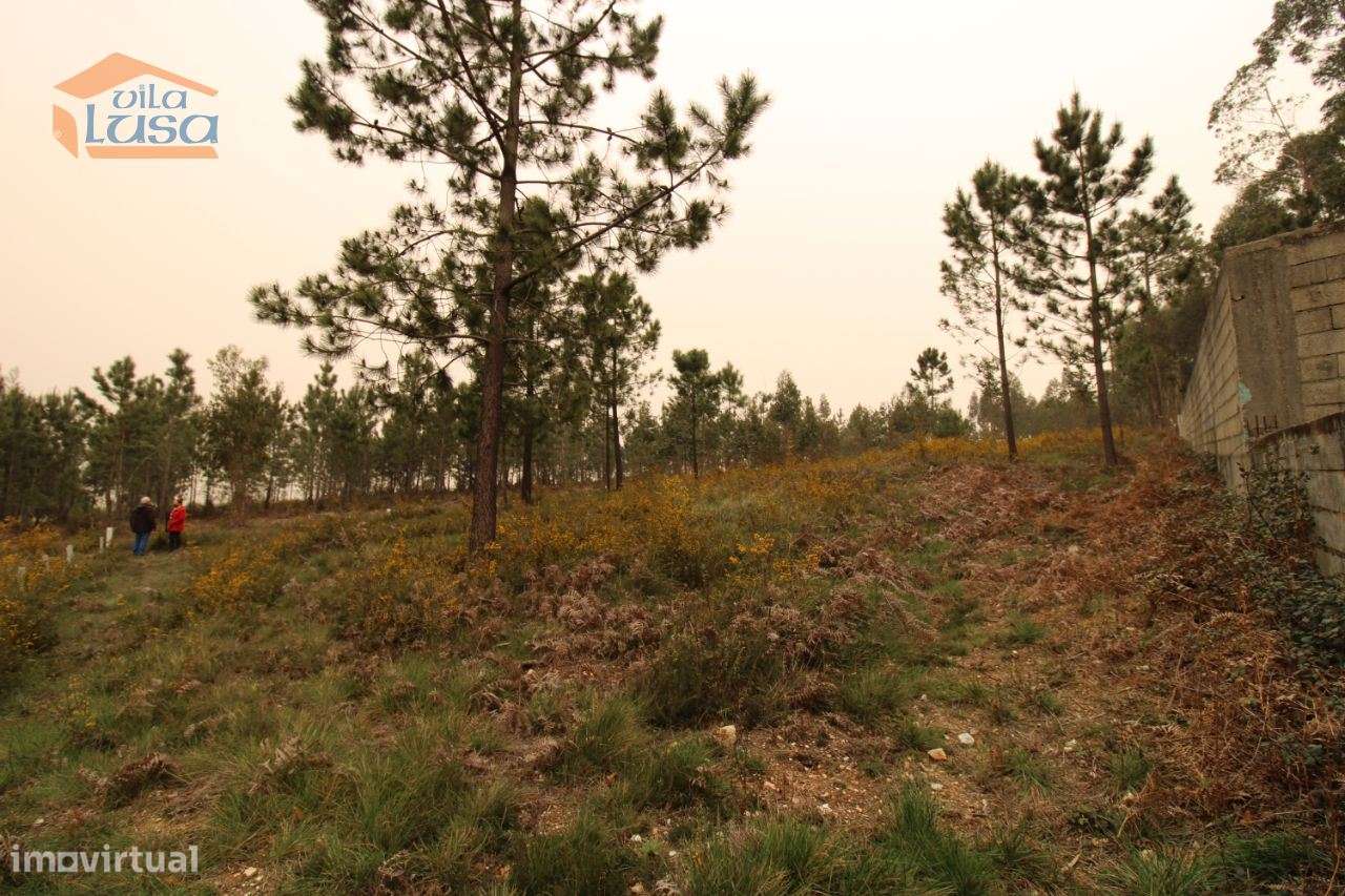 Terreno Olival com 11280 m2 Face a En 222 com 124 metros de Frente - Grande imagem: 2/27