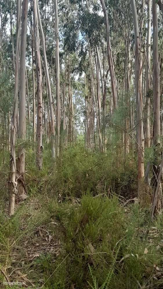 Terreno Rústico em Casal Galego - Grande imagem: 4/5