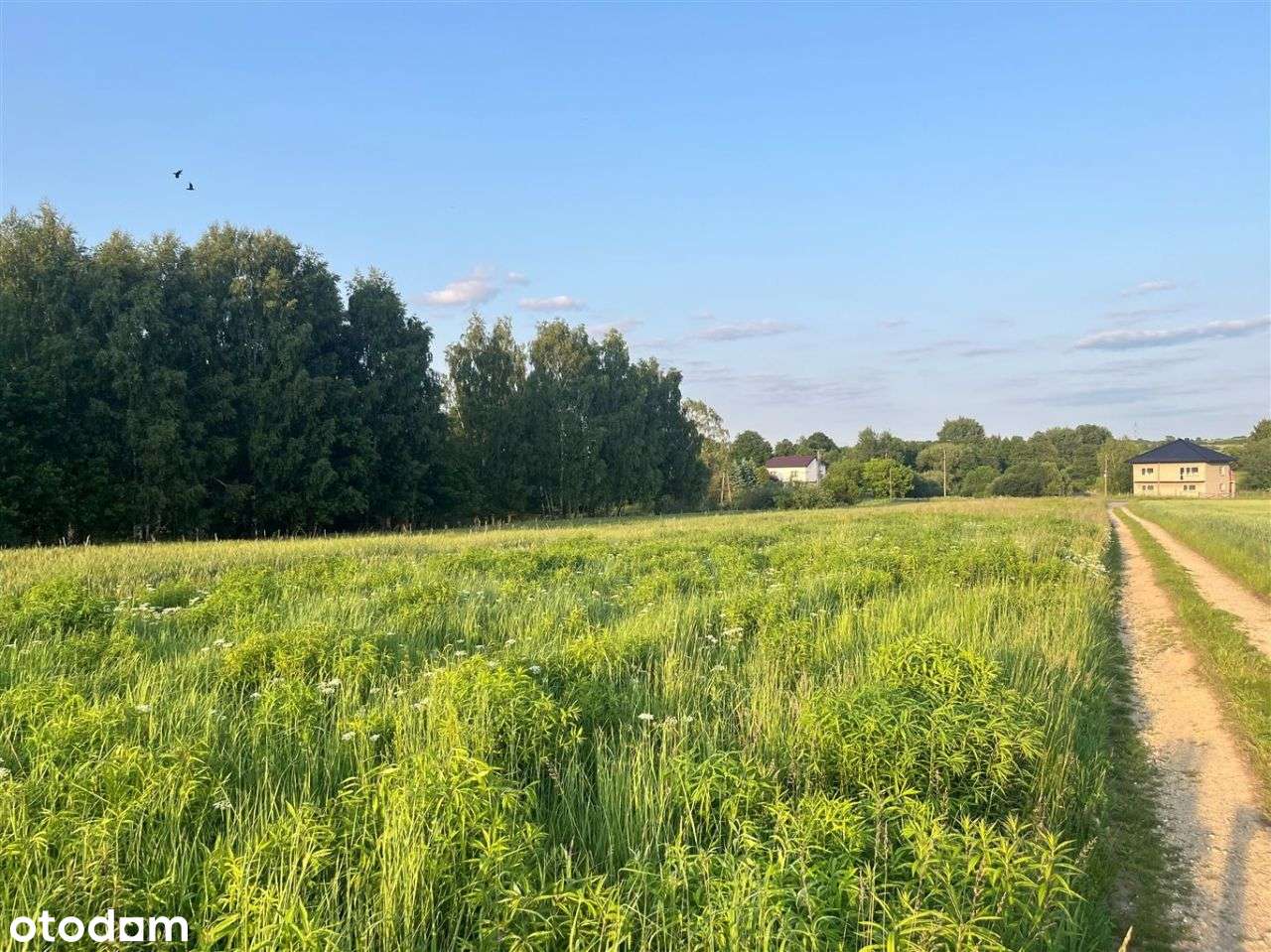 Działka, 3 797 m², Leśniaki - Pełny obrazek: 4/6