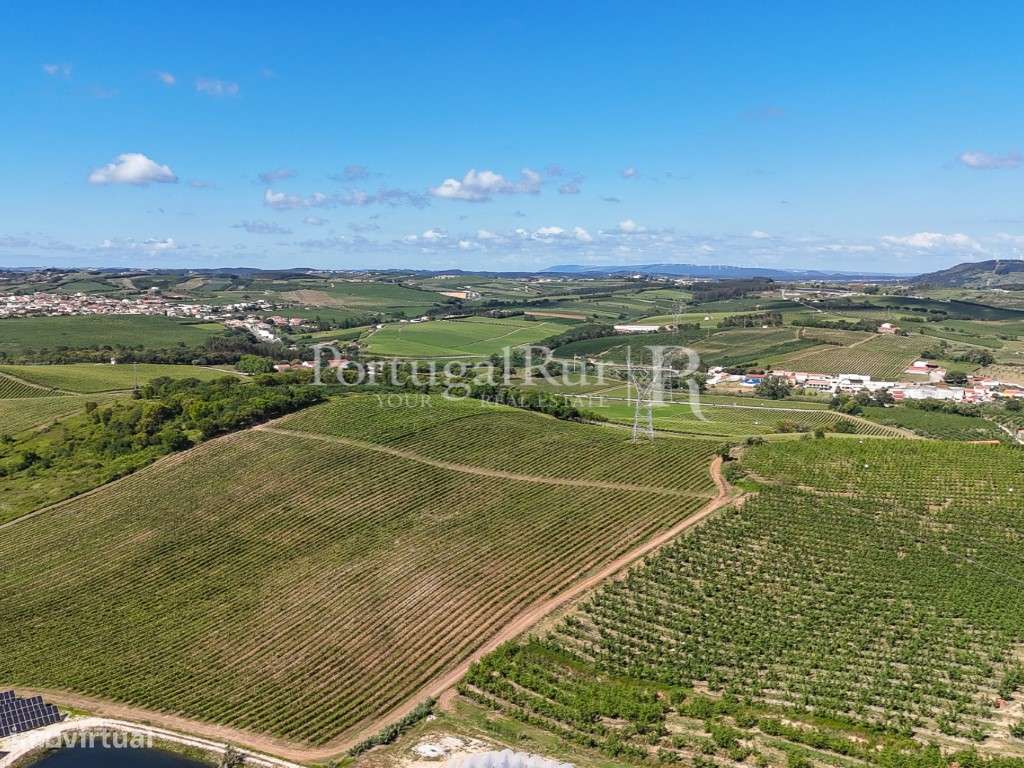 Exploração Agrícola com 37 ha e produção de Pera Rocha no Cadaval-38