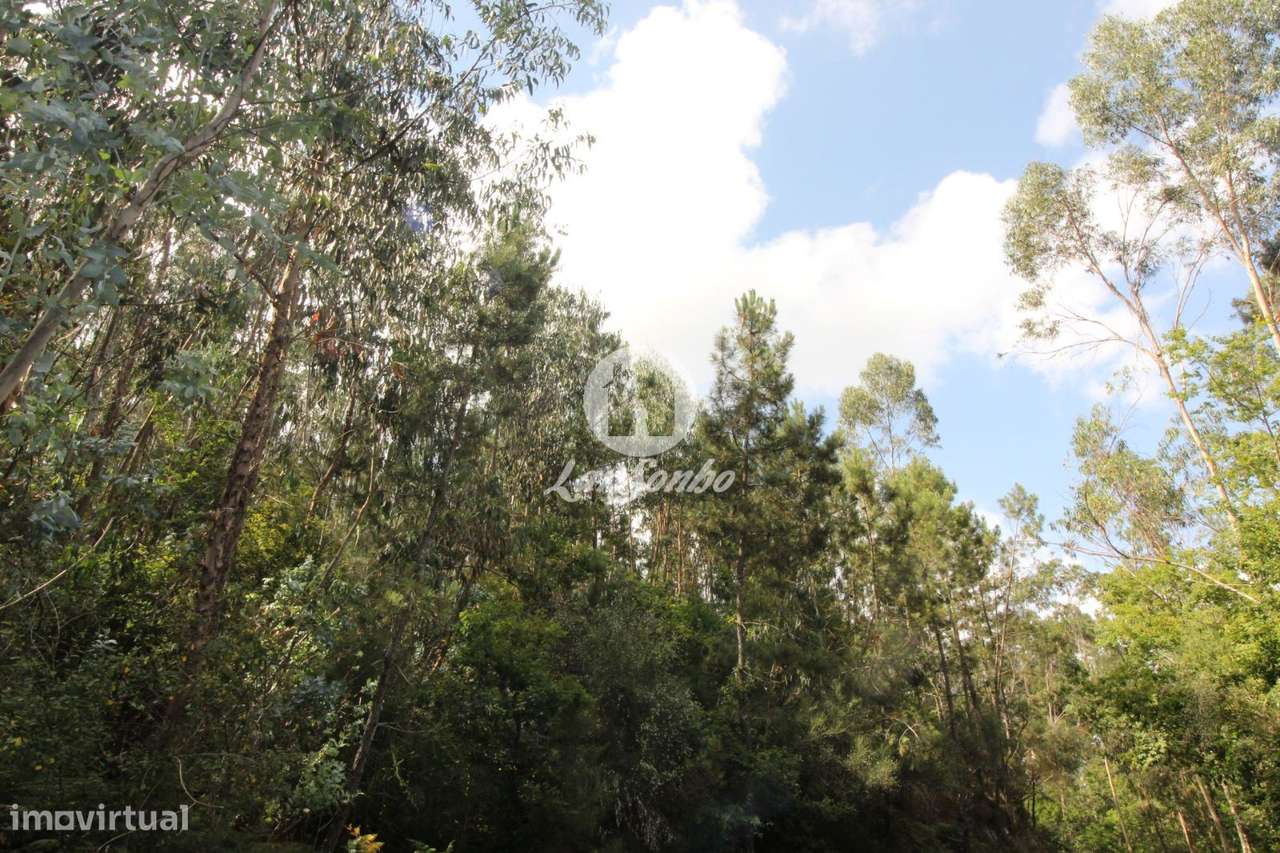 Terreno para plantação Borba, Celorico de Basto - Grande imagem: 3/3